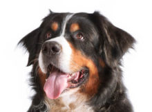 Bernese Mountain Dog breed head image