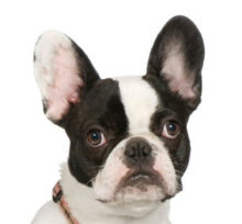 Boston Terrier breed head image