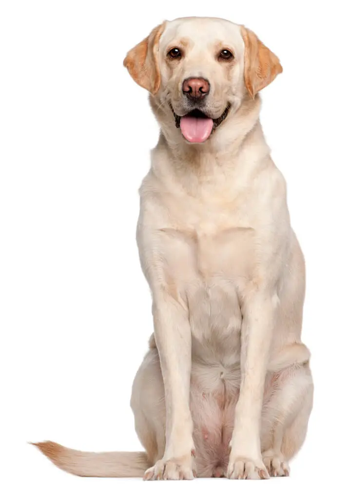 Labrador Retriever Breed: Info, Characteristics, Traits