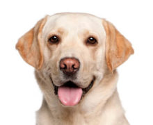 Labrador Retriever breed head image