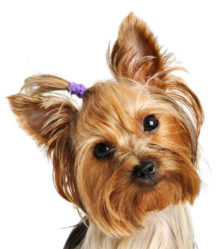 Yorkshire Terrier head image