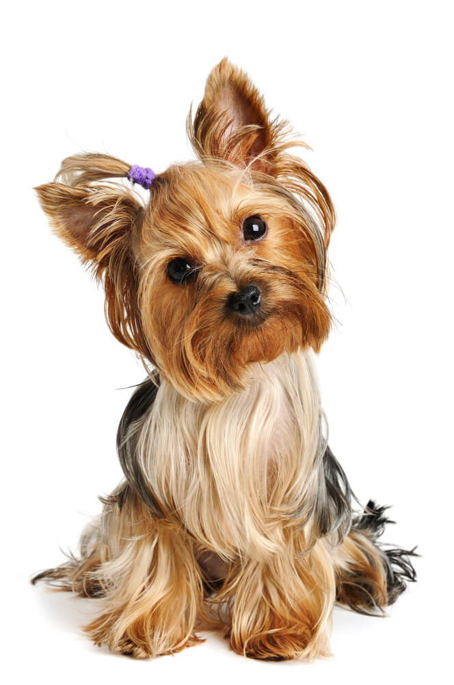Breed Yorkshire Terrier image