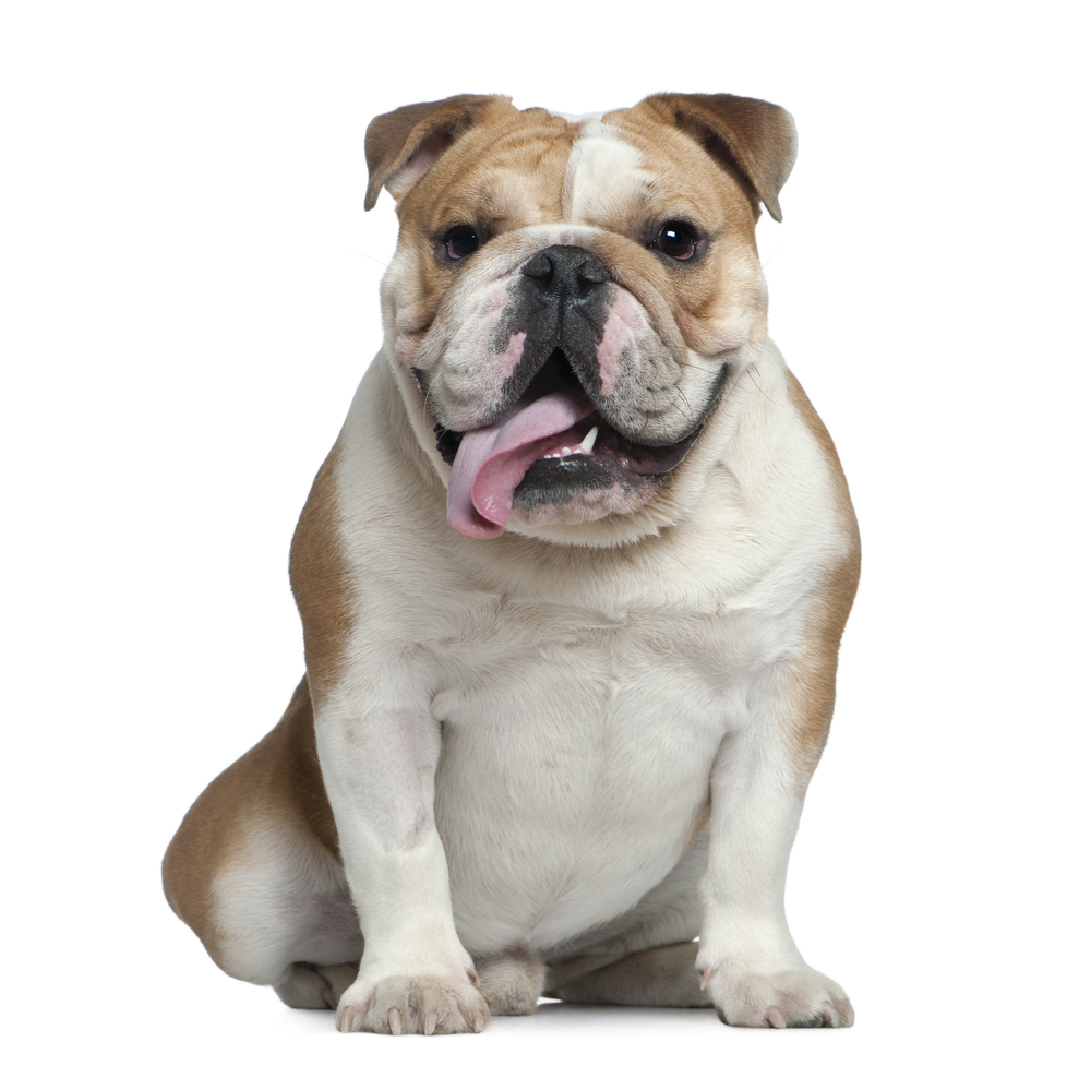 Breed Bulldog image