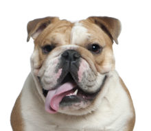 Bulldog breed head image
