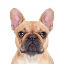 French Bulldog head image