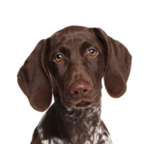 German Shorthaired Pointer breed head image