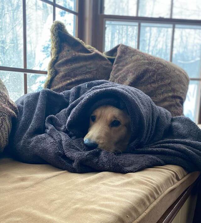 golden retriever get cold