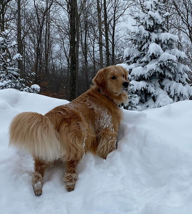 golden retriever in snow