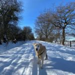 golden retriever at the snow road