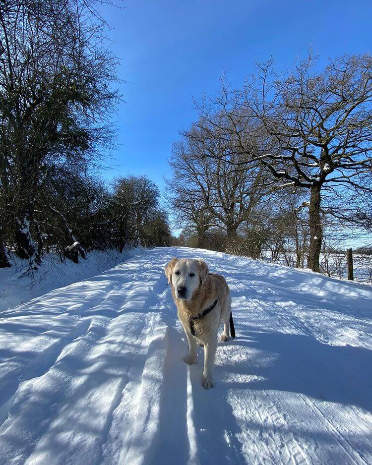 golden retriever at the snow road