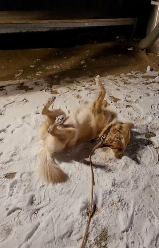 golden retriever in snow rubbing