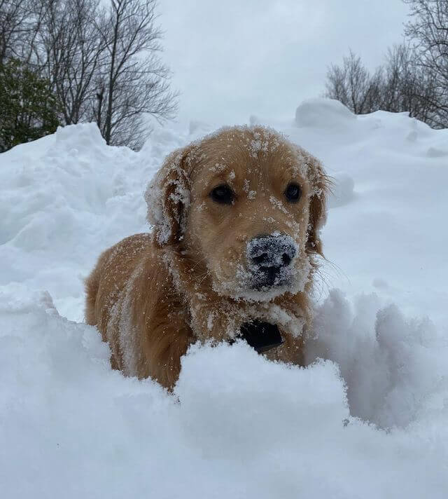 golden retriever in snow