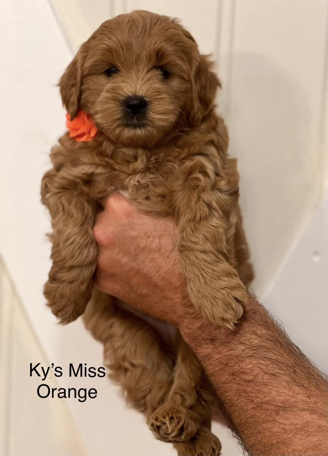 18 Best Goldendoodle Breeders In USA (2022)