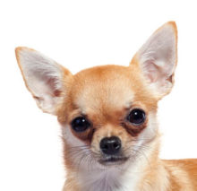 Chihuahua head image