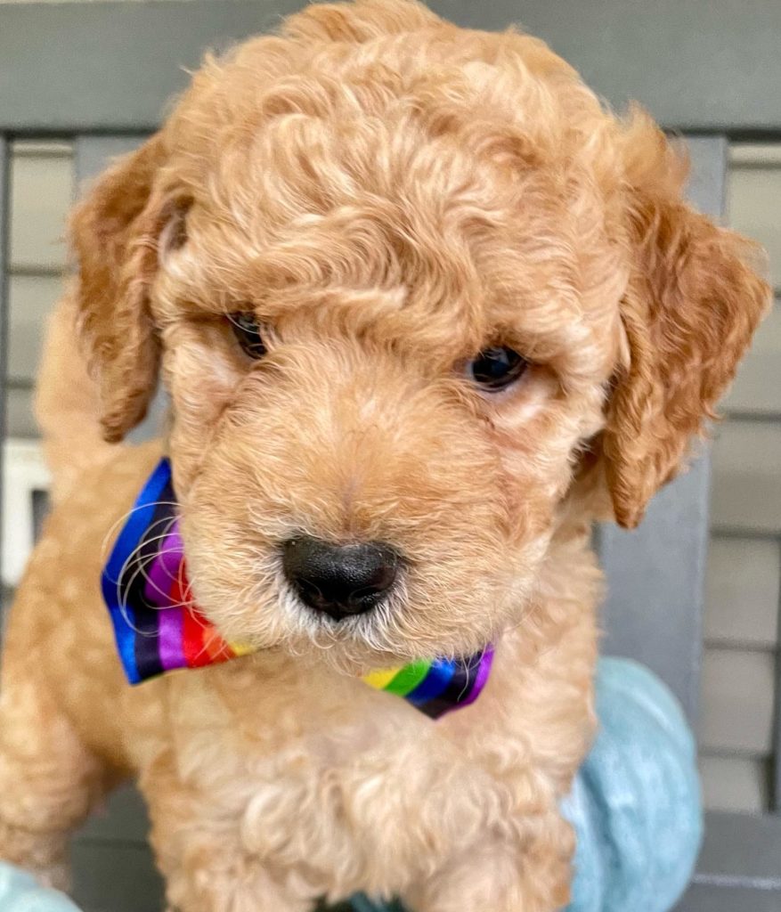 Best clearance goldendoodle breeders