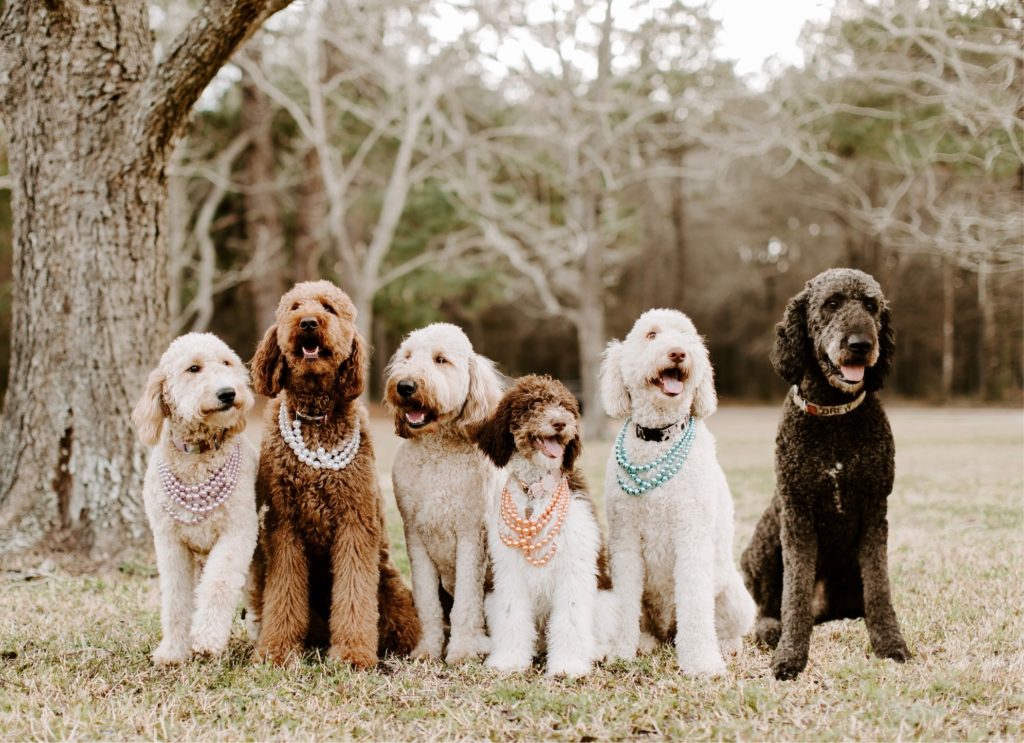 dacusdoodles goldendoodles