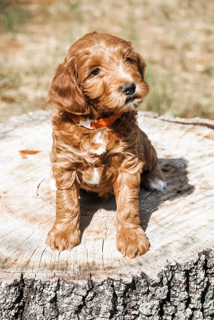 Goldendoodle from Fountain Falls Goldendoodles