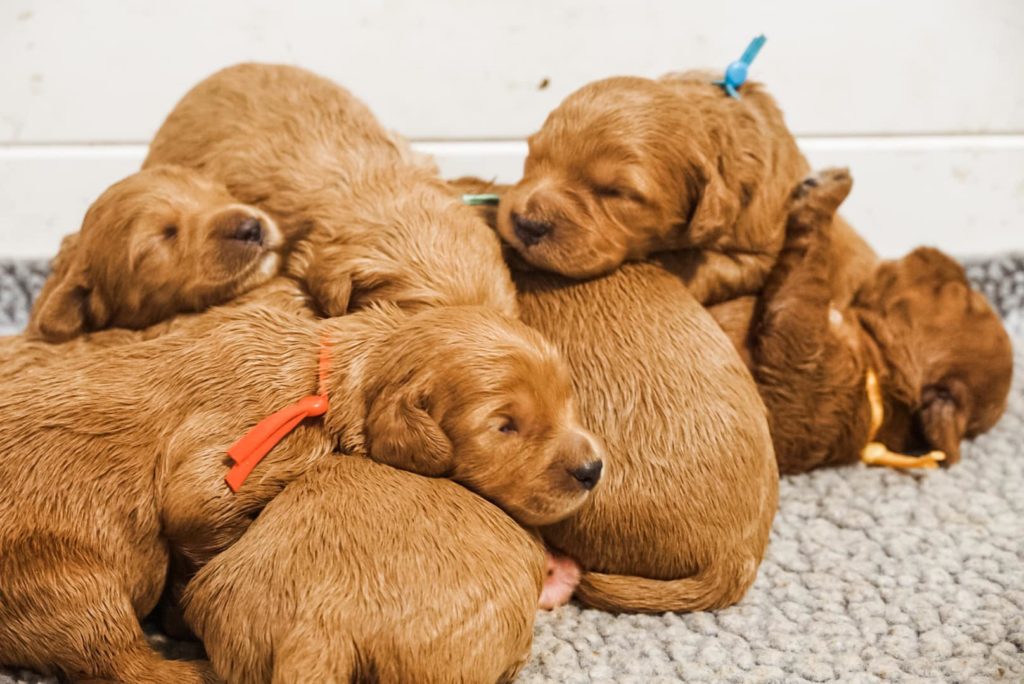 new born Goldendoodles from River Falls Goldendoodles