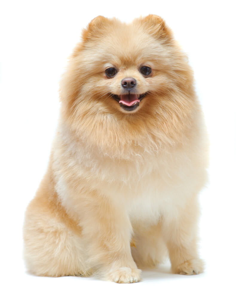 Breed Pomeranian image