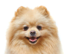 Pomeranian breed head image