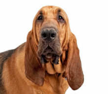 Bloodhound breed head image