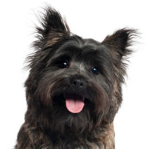 Cairn Terrier breed head image