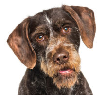 German Wirehaired Pointer breed head image