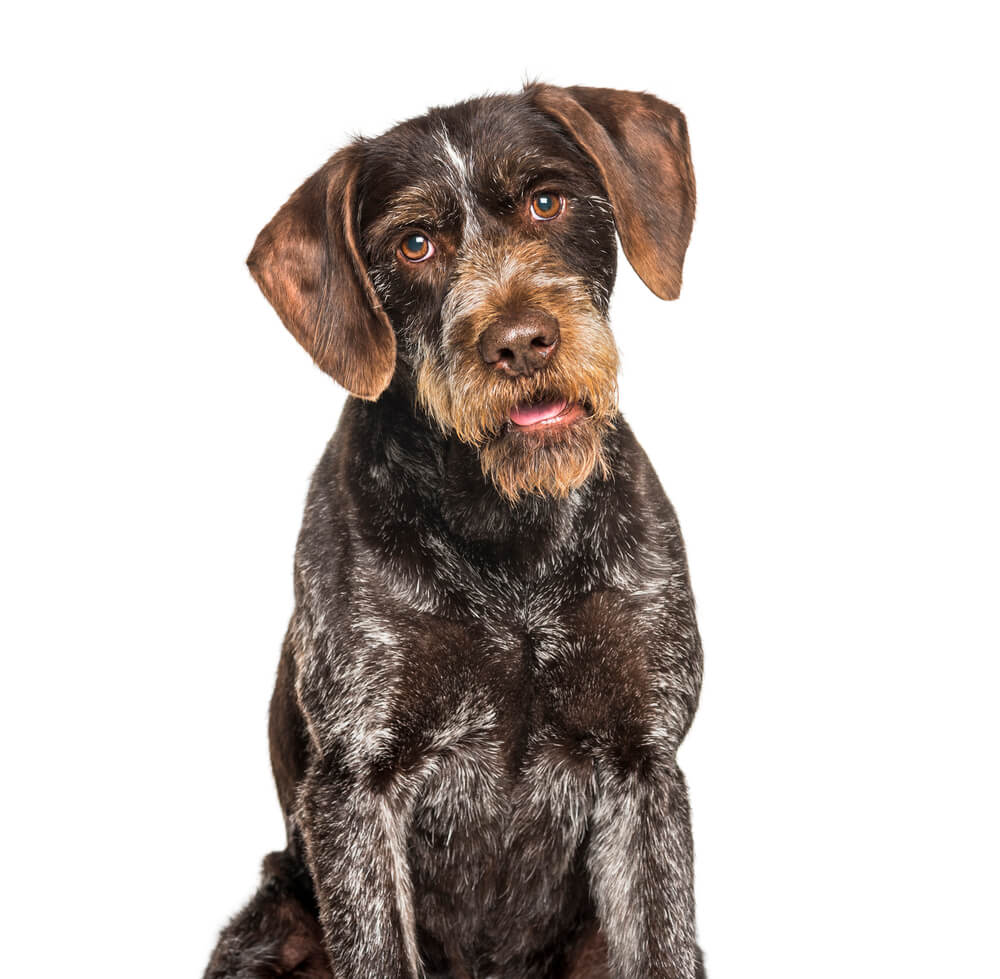 Breed German Wirehaired Pointer image