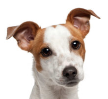 Jack Russell Terrier breed head image