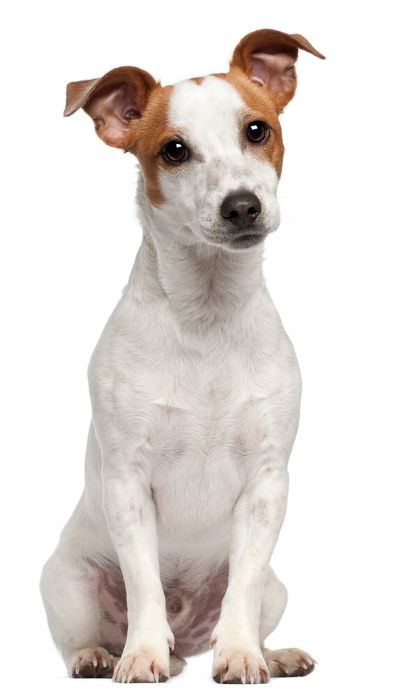 Breed Jack Russell Terrier image