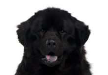 Newfoundland breed head image