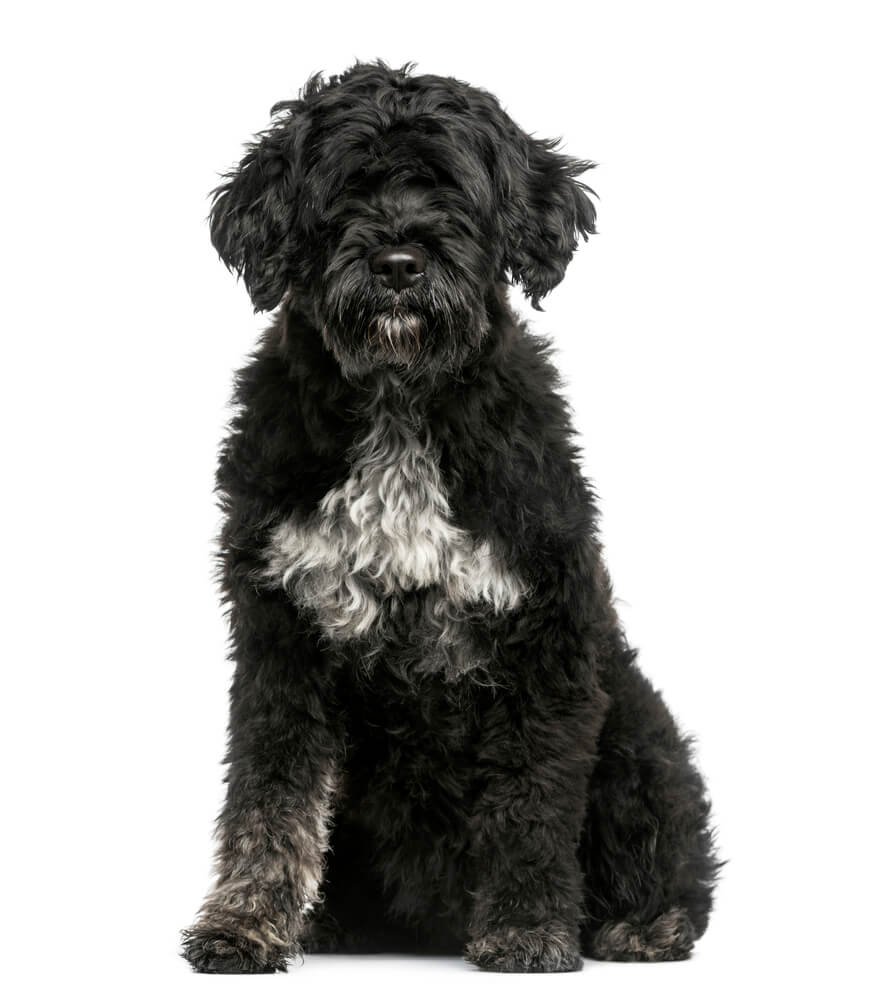 Breed Portuguese Water Dog image