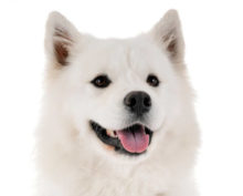 Samoyed breed head image
