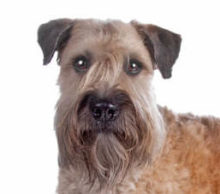 Soft Coated Wheaten Terrier breed head image