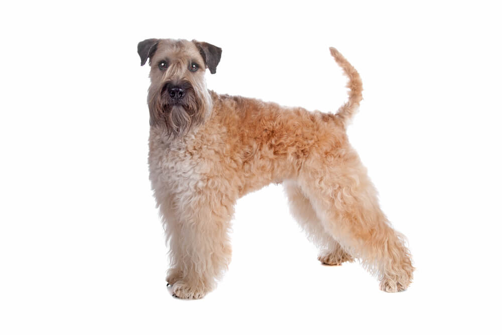 Breed Soft Coated Wheaten Terrier image