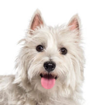 West Highland White Terrier breed head image