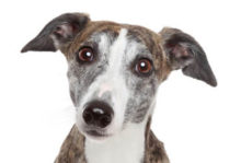 Whippet breed head image