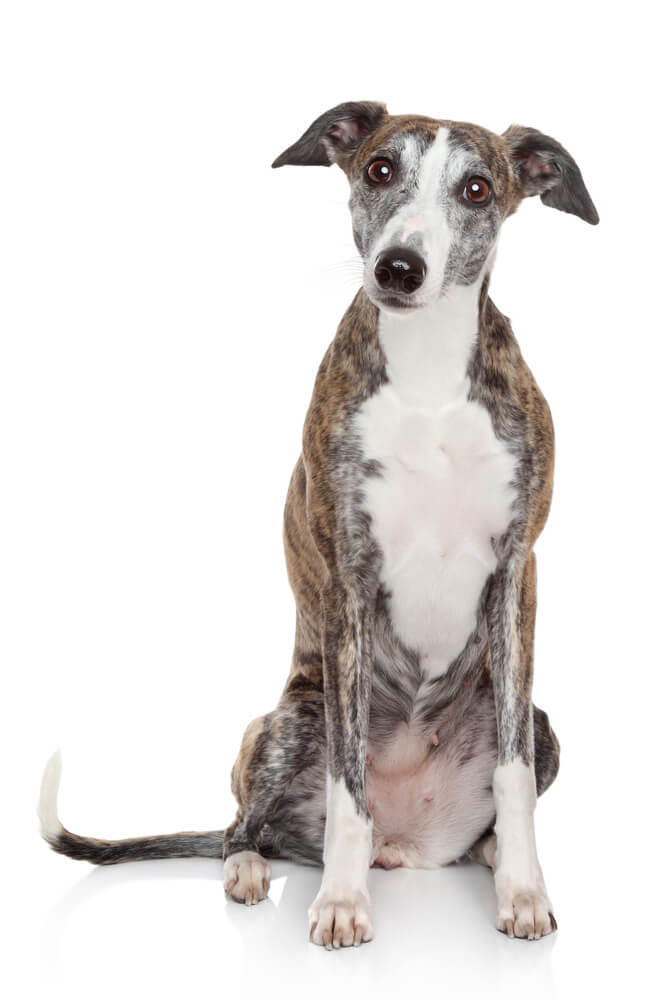 Breed Whippet image
