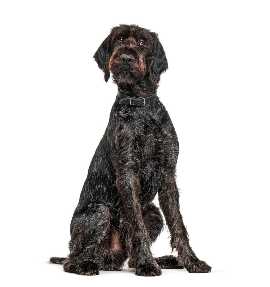 Breed Wirehaired Pointing Griffon image