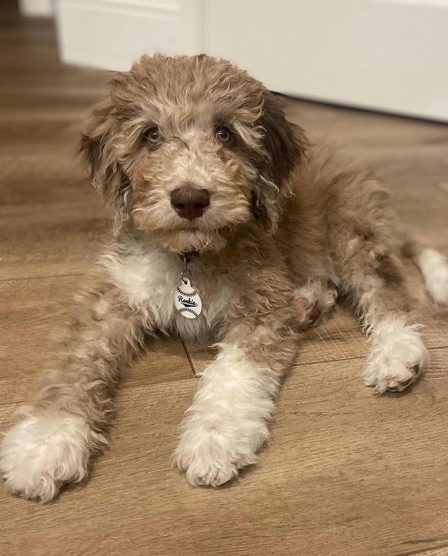 Picture from O’hara Goldendoodles breeder instagram