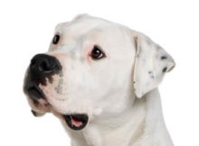 Argentine Dogo head image