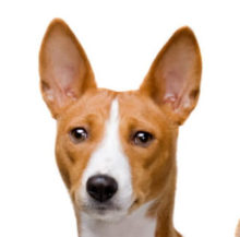 Basenji breed head image