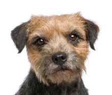 Border Terrier breed head image