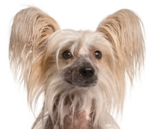 Chinese Crested breed head image