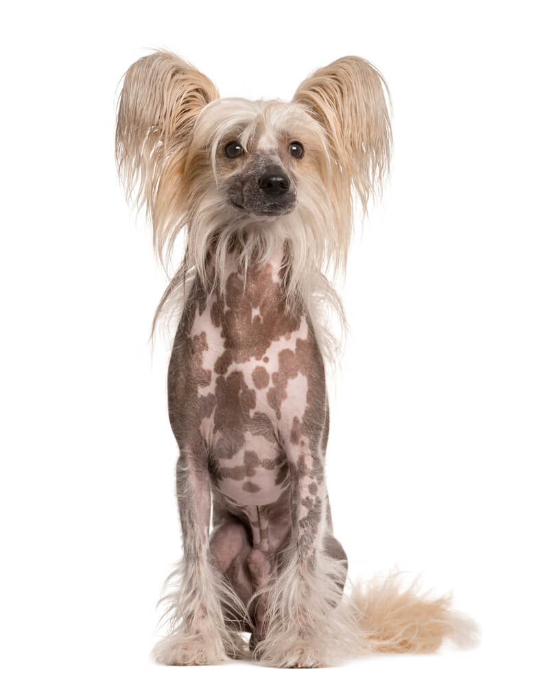 Breed Chinese Crested image