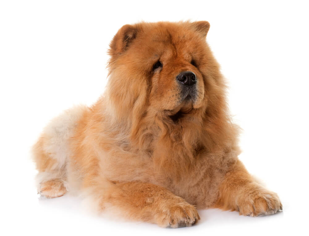 Breed Chow Chow image