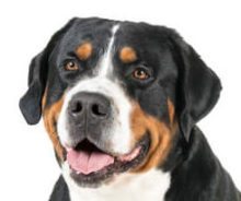 Greater Swiss Mountain Dog breed head image