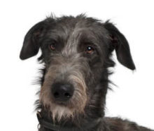 Irish Wolfhound breed head image