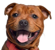 Staffordshire Bull Terrier breed head image