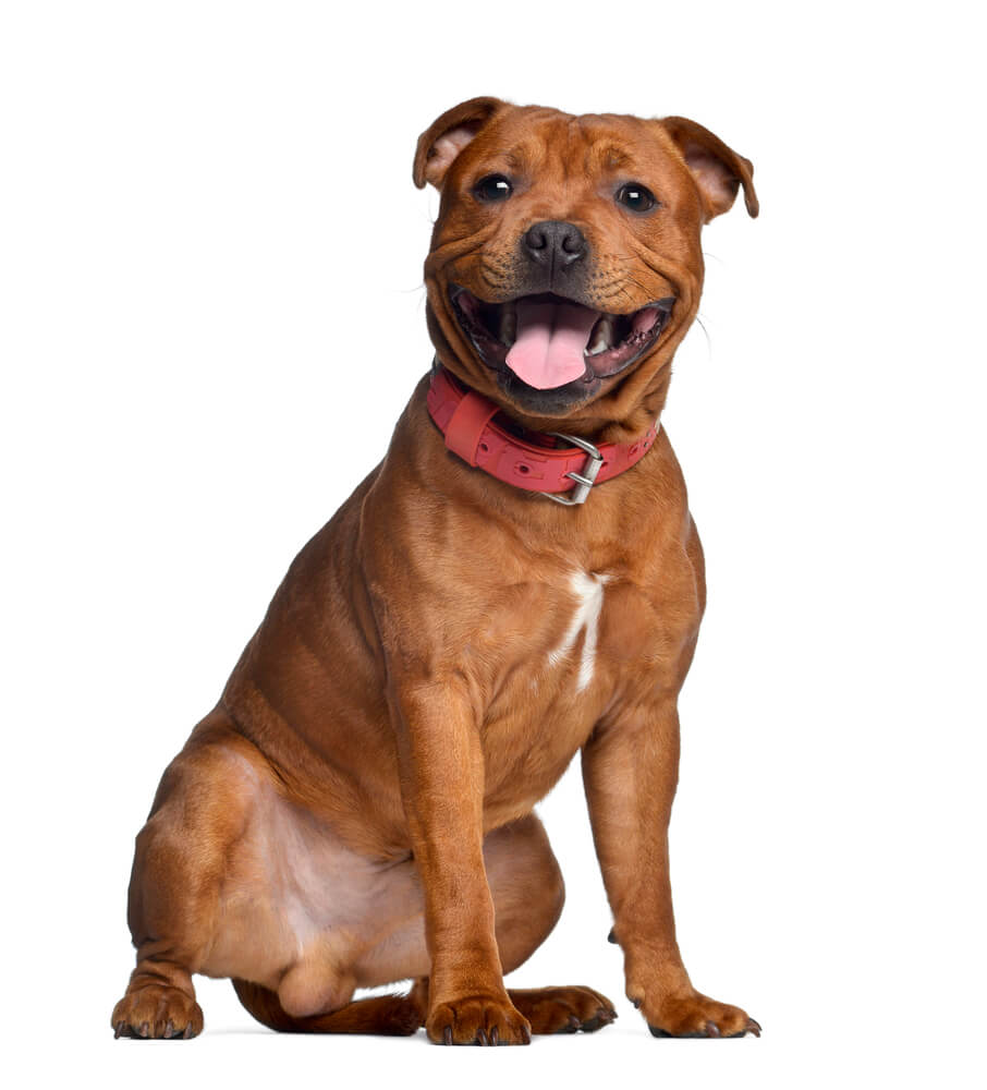 Breed Staffordshire Bull Terrier image